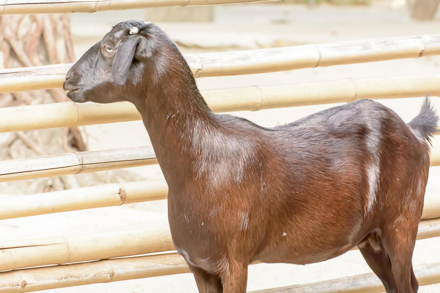 a cabra marrom leva em um zoológico foto