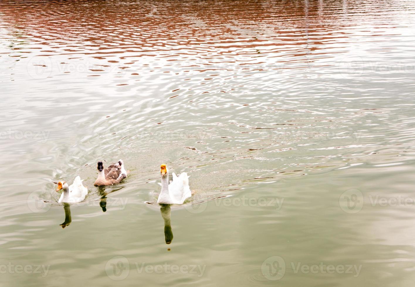 ganso branco e ganso marrom no lago foto