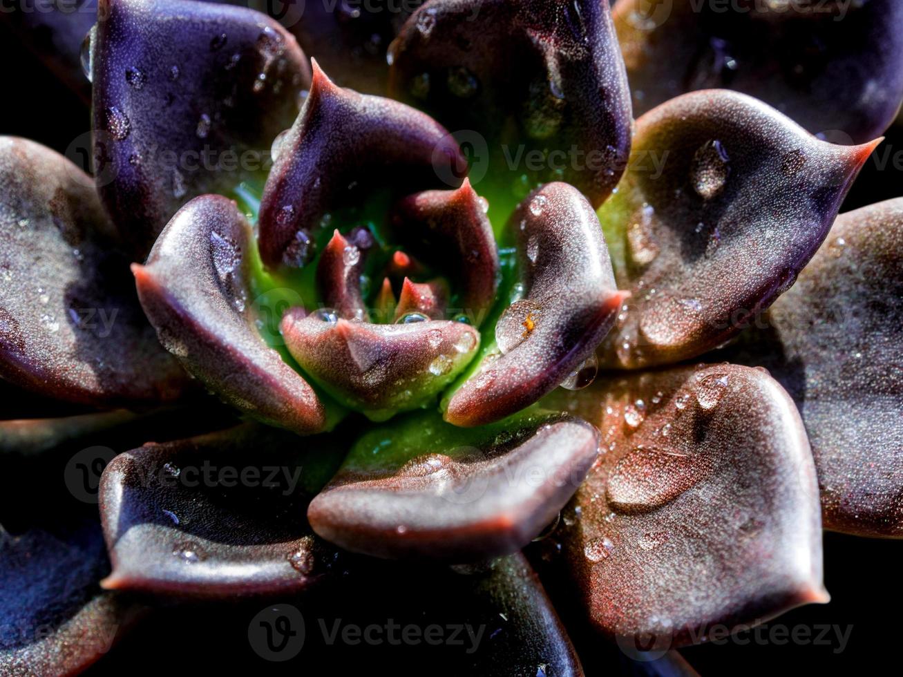 planta suculenta fechar detalhes de folhas frescas de echeveria black prince foto