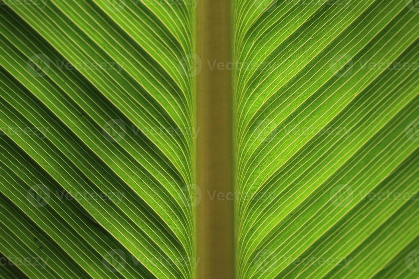 folha de bananeira verde foto