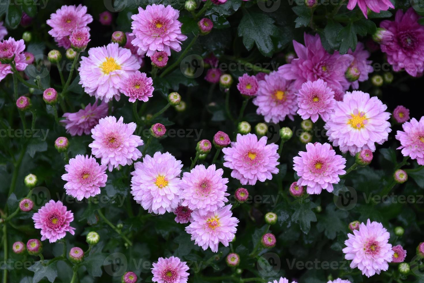 fundo de canteiro de flores de crisântemo rosa. foto