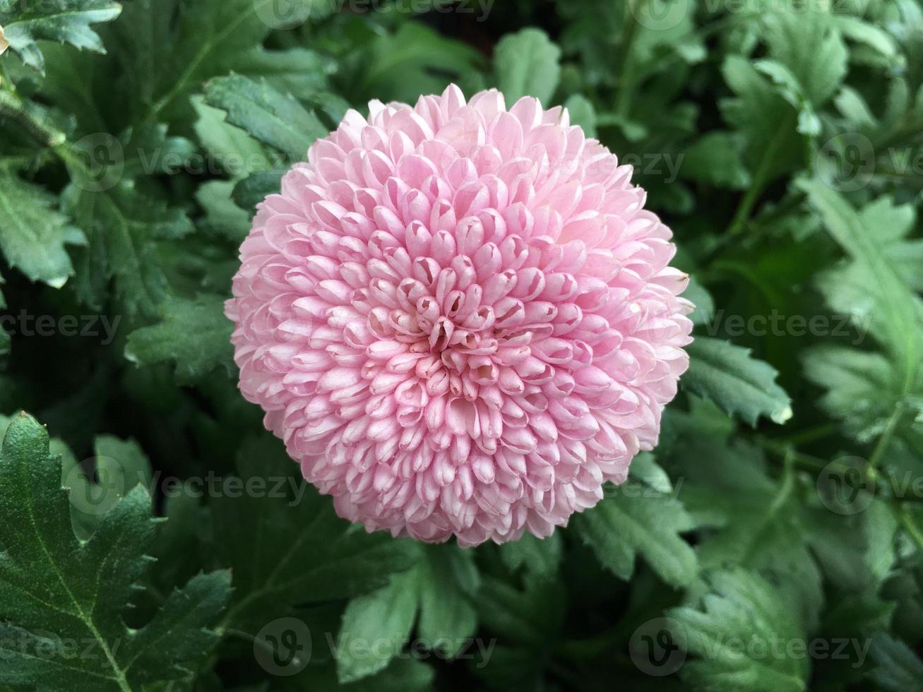 flores de crisântemo pom pom closeup. foto