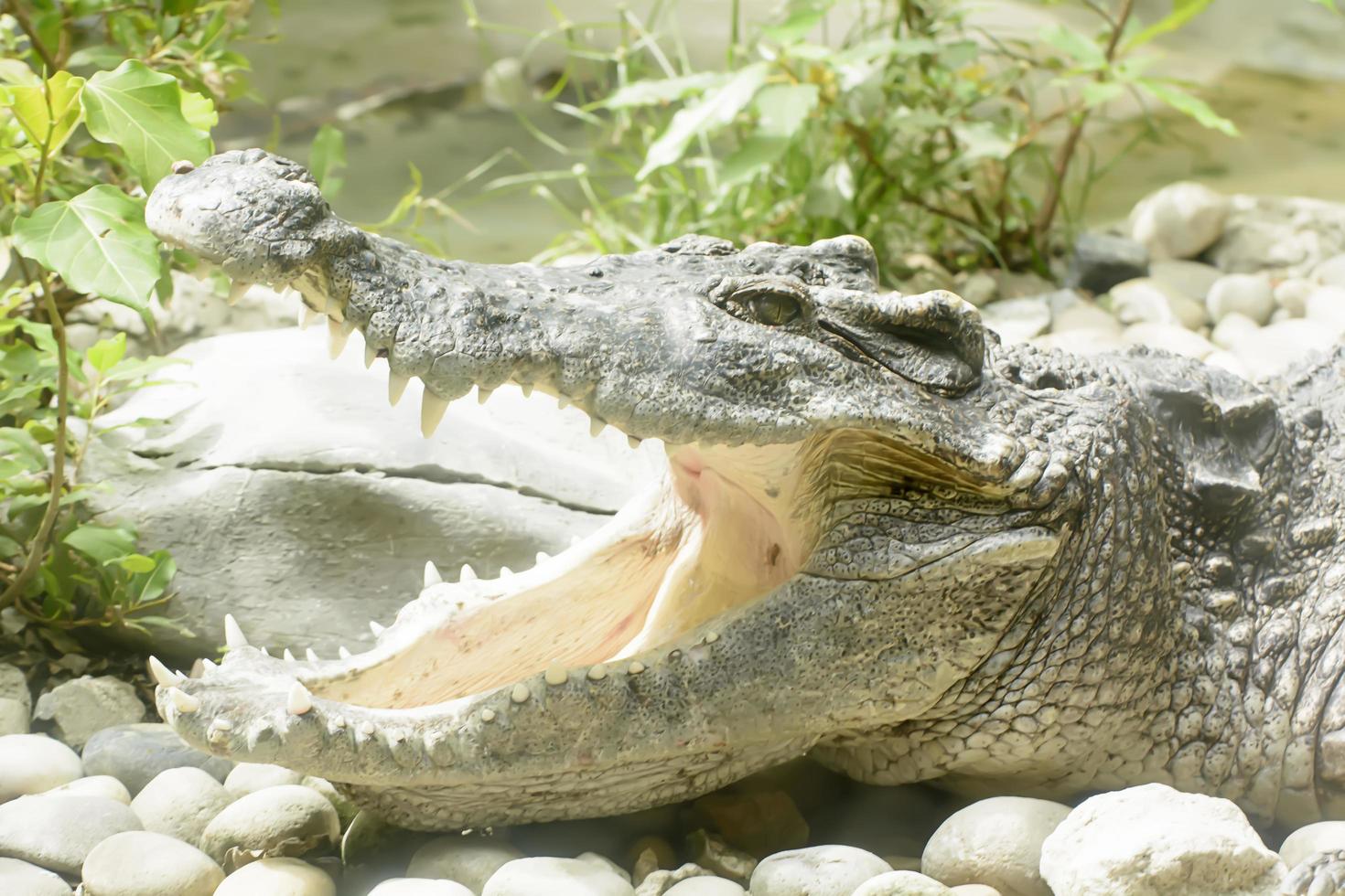 o grande crocodilo leva em um zoológico foto