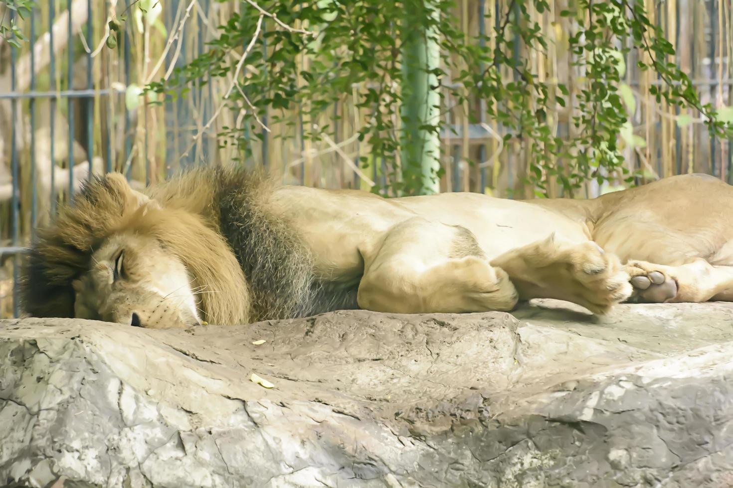 o leão dormindo em um zoológico foto