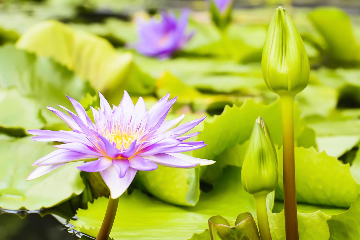 lótus em muitas cores e lindos em lagoas. foto