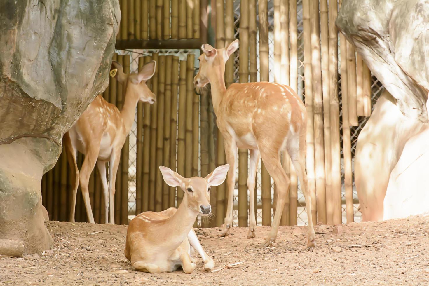 closeup de veado de um campo em um zoológico foto