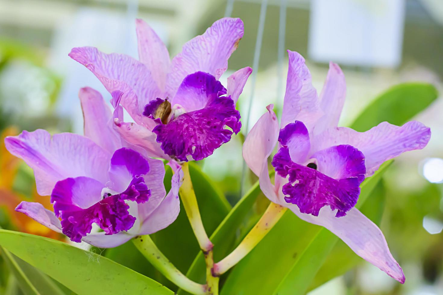 cattleya é um gênero de 113 espécies de orquídeas da costa rica e das antilhas ao sul da argentina. foto