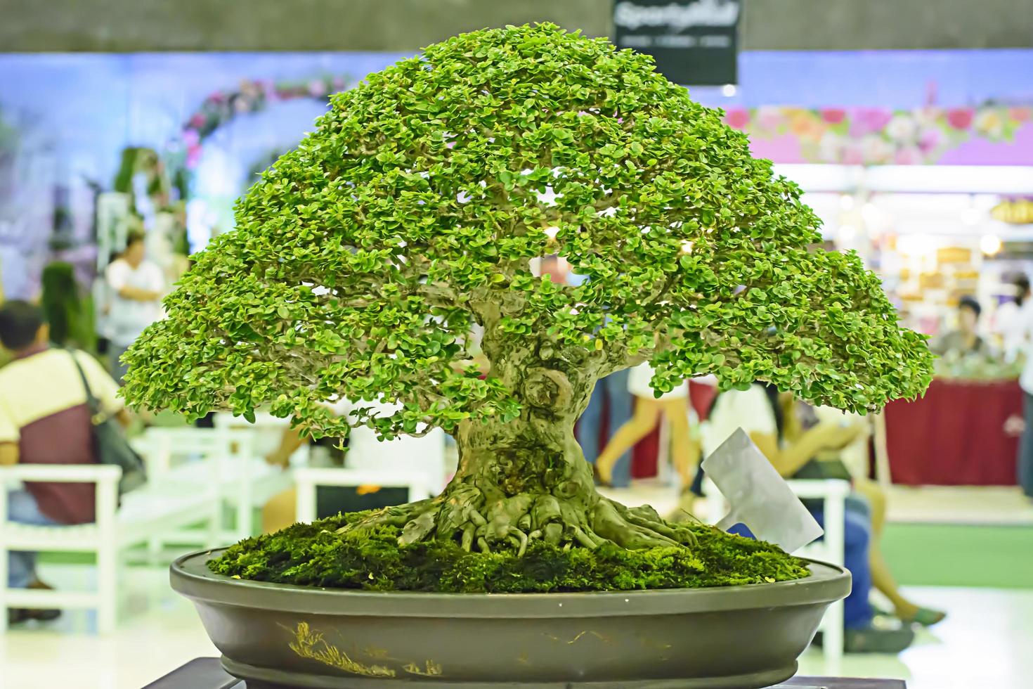 pequena árvore, cultivada com técnica tailandesa de bonsai. foto