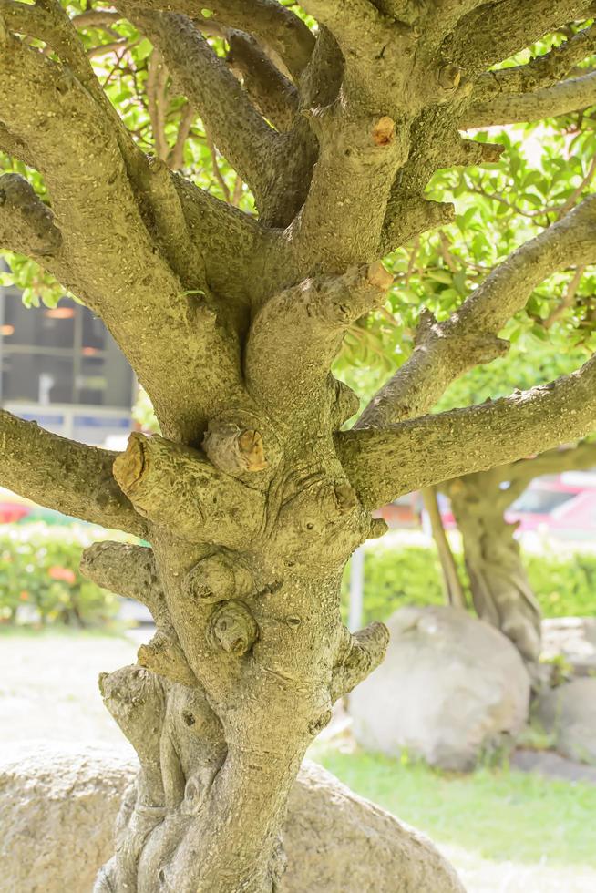 o tronco da árvore ramificada. é marrom foto