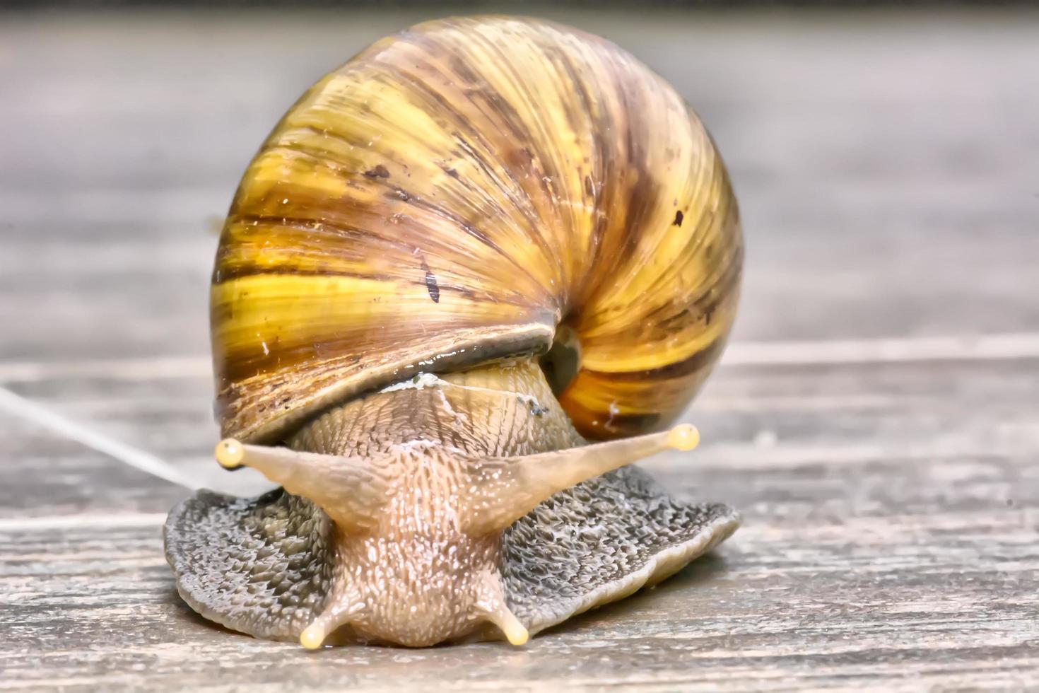 closeup de um caracol no chão de pedra. foto