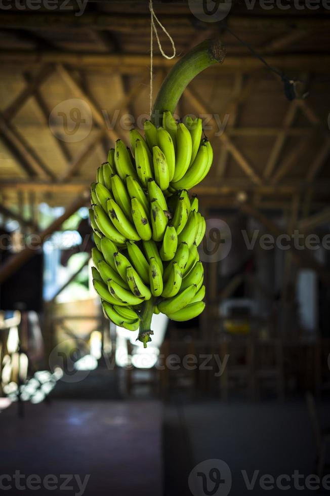 bananeira foto