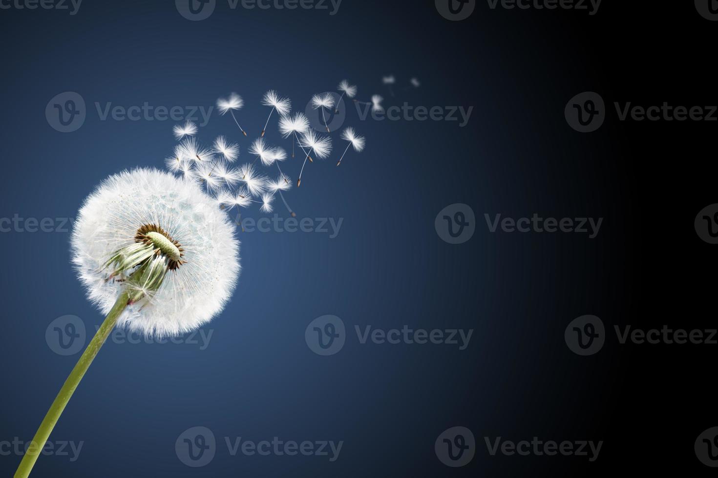 flor dente-de-leão com penas voadoras no céu azul. foto