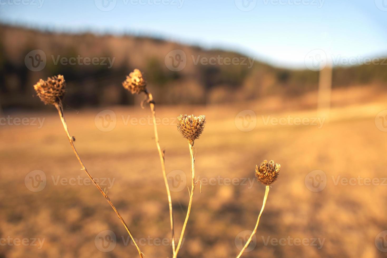 droge flores silvestres secas em um prado à luz do sol foto
