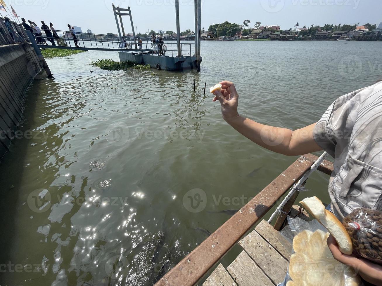 alimentando os peixes à beira do rio na Tailândia, minhas férias foram apreciadas alimentando os peixes. foto