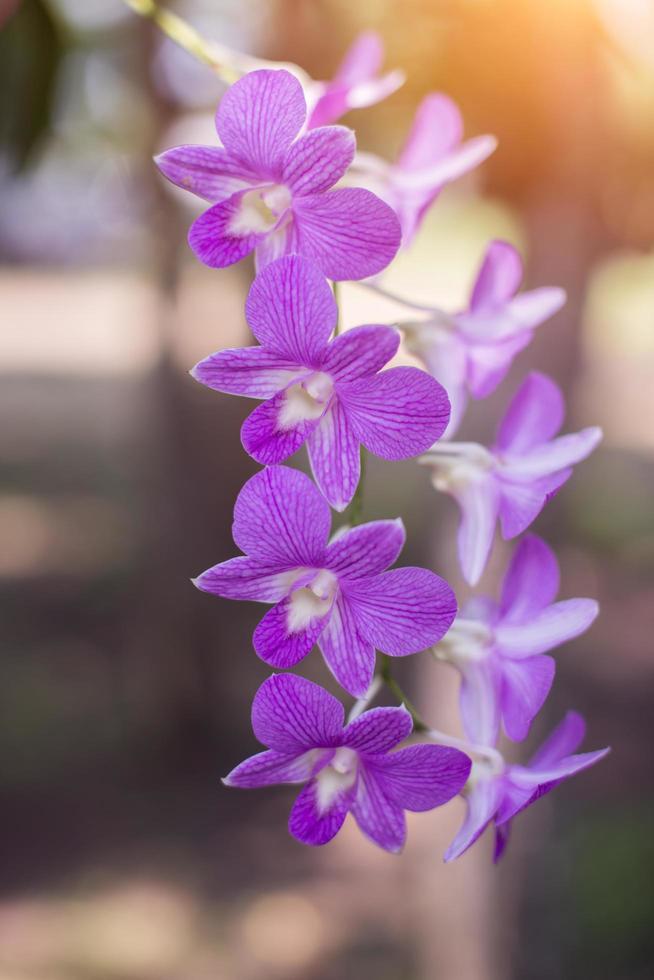 orquídeas,orquídeas roxas,orquídeas roxas é considerada a rainha das flores na tailândia foto