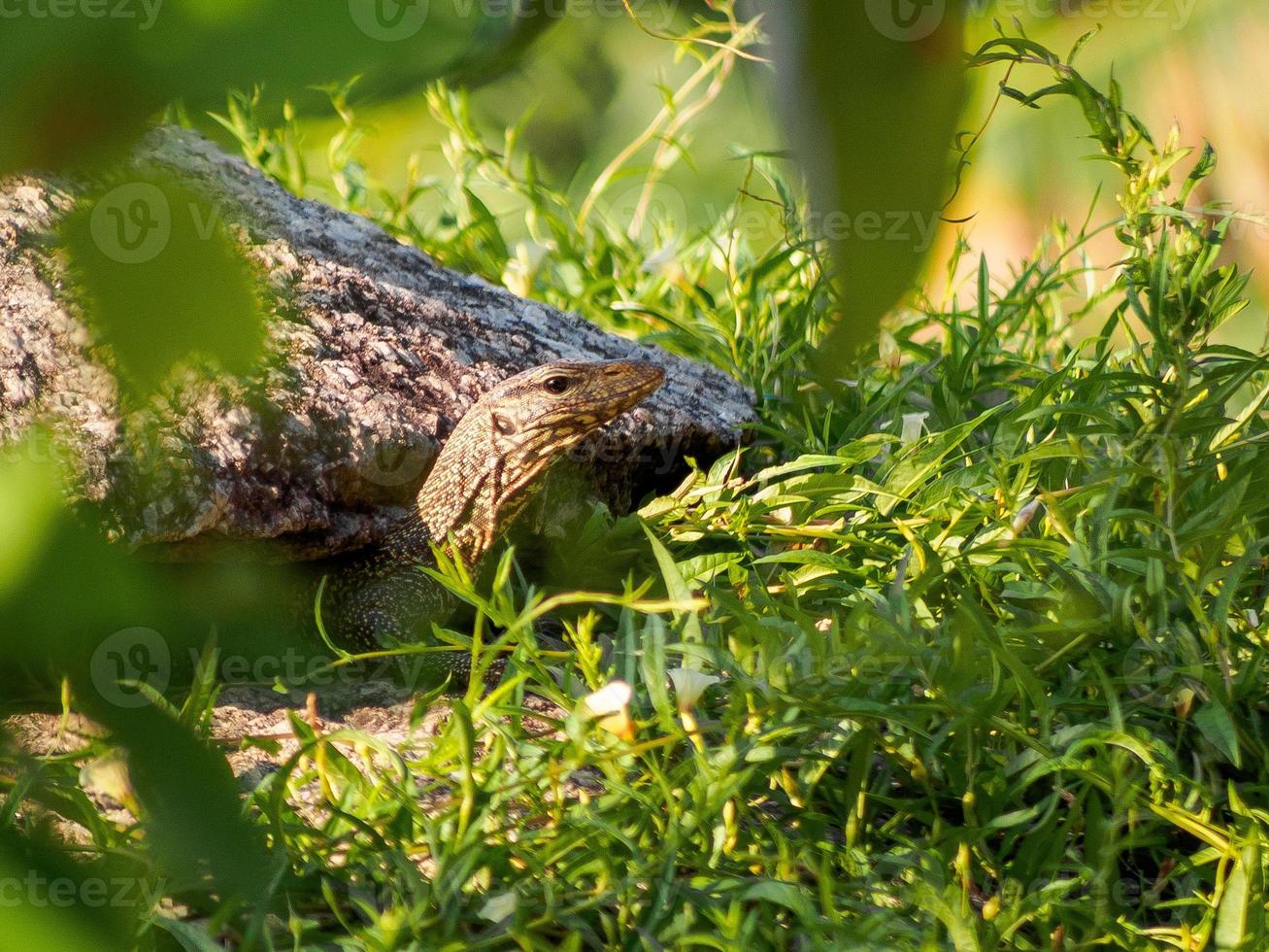 jovem lagarto monitor espiando foto