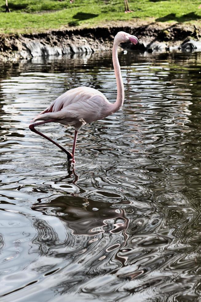 vista de um flamingo foto