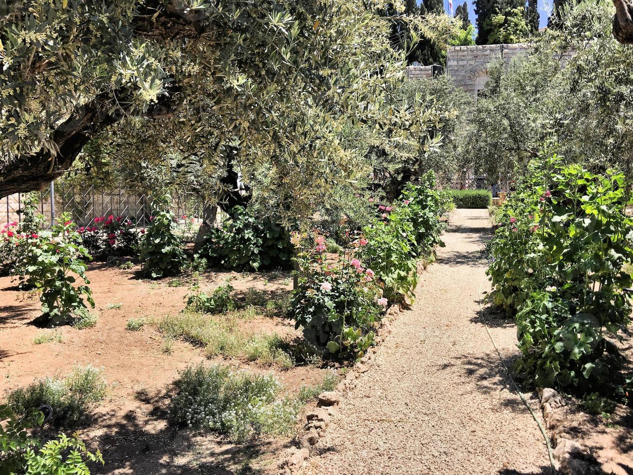 uma vista do jardim de gethsemane em jerusalém em israel foto