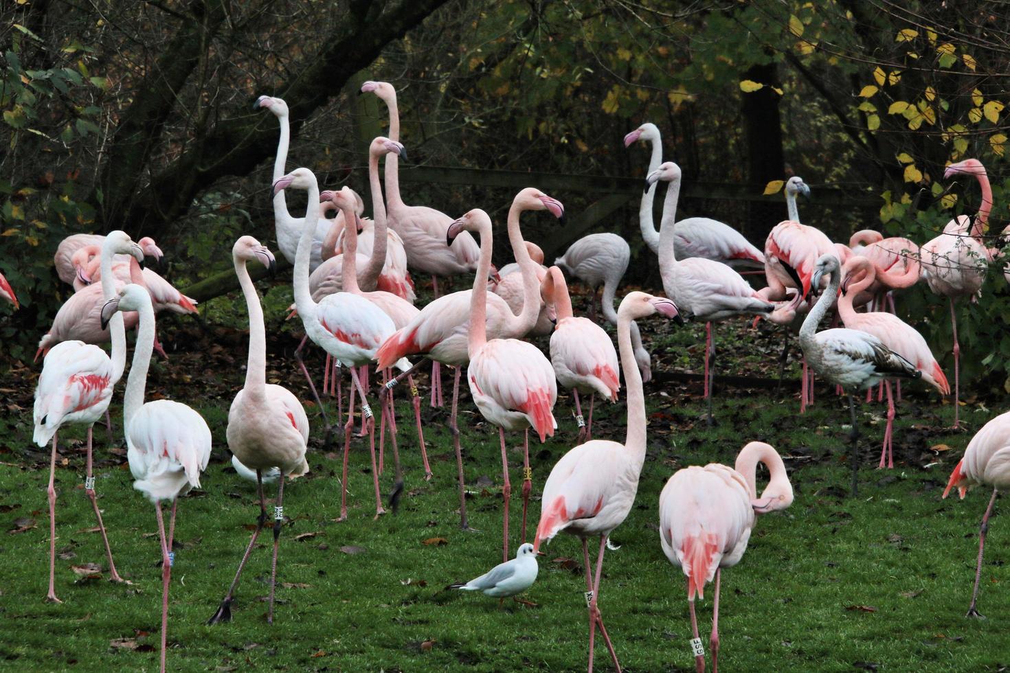 uma visão de um flamingo na água foto