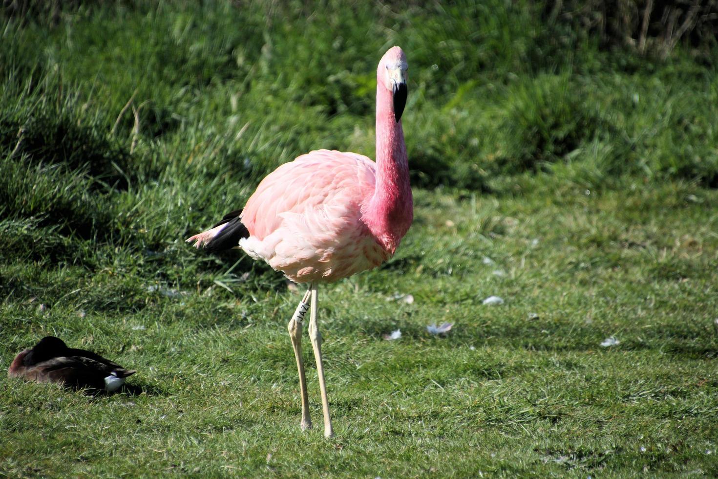 vista de um flamingo foto