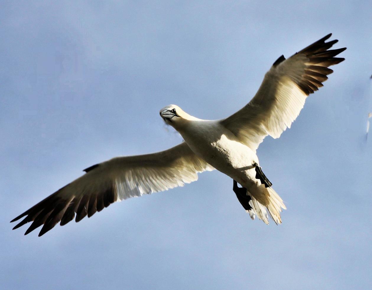 um close-up de um gannet no bass rock na Escócia foto