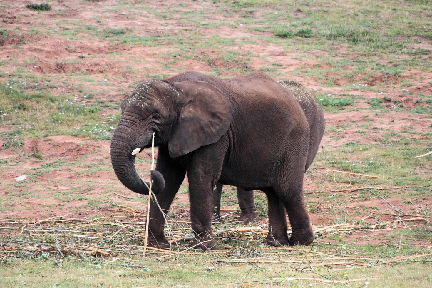 um close-up de um elefante foto