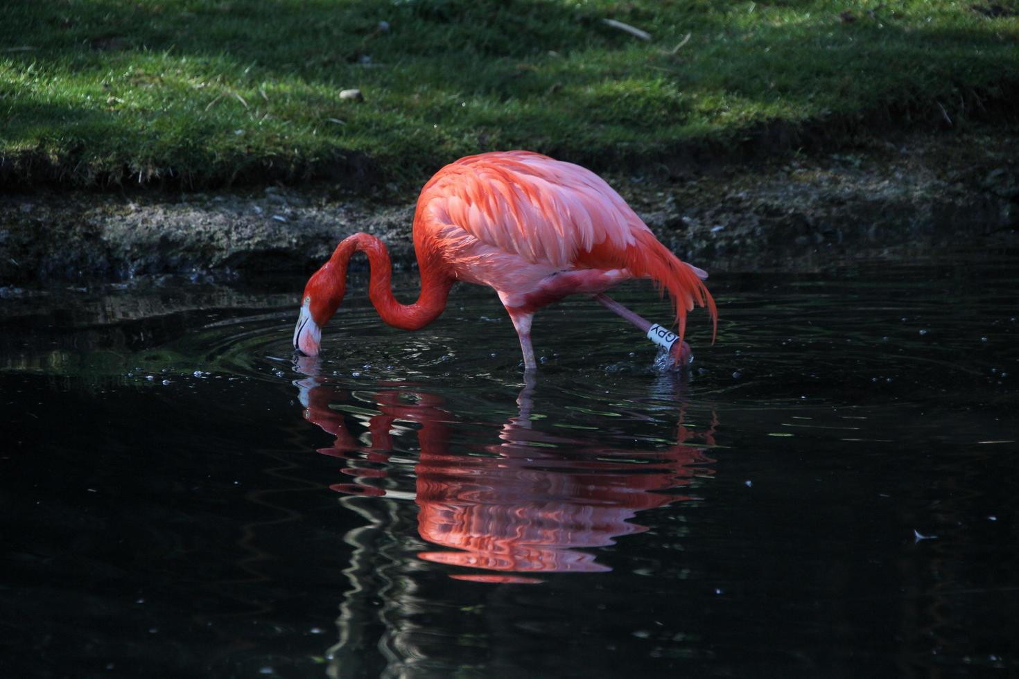 uma visão de um flamingo na água foto