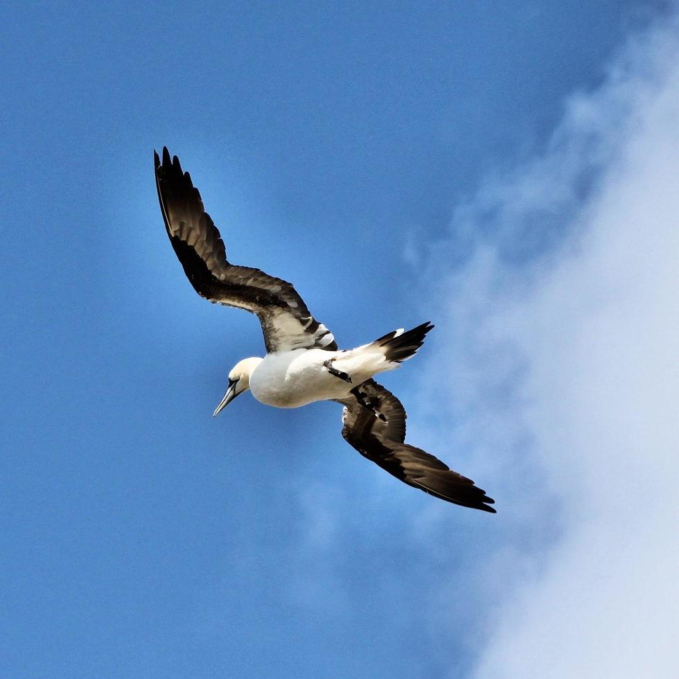 um close-up de um gannet no bass rock na Escócia foto