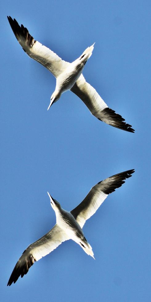 um close-up de um gannet no bass rock na Escócia foto