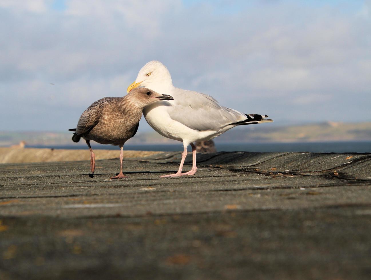 uma visão de uma gaivota de arenque perto do mar foto