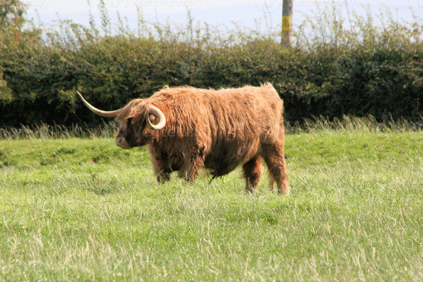 uma vista de uma vaca das terras altas na Escócia foto