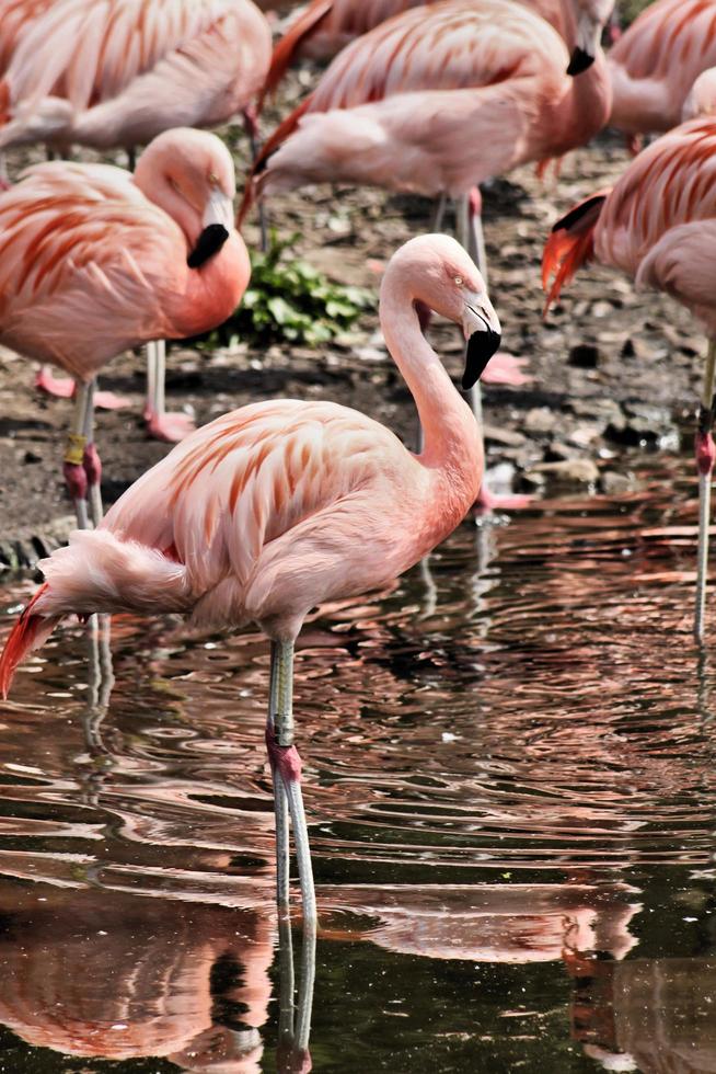 vista de um flamingo foto