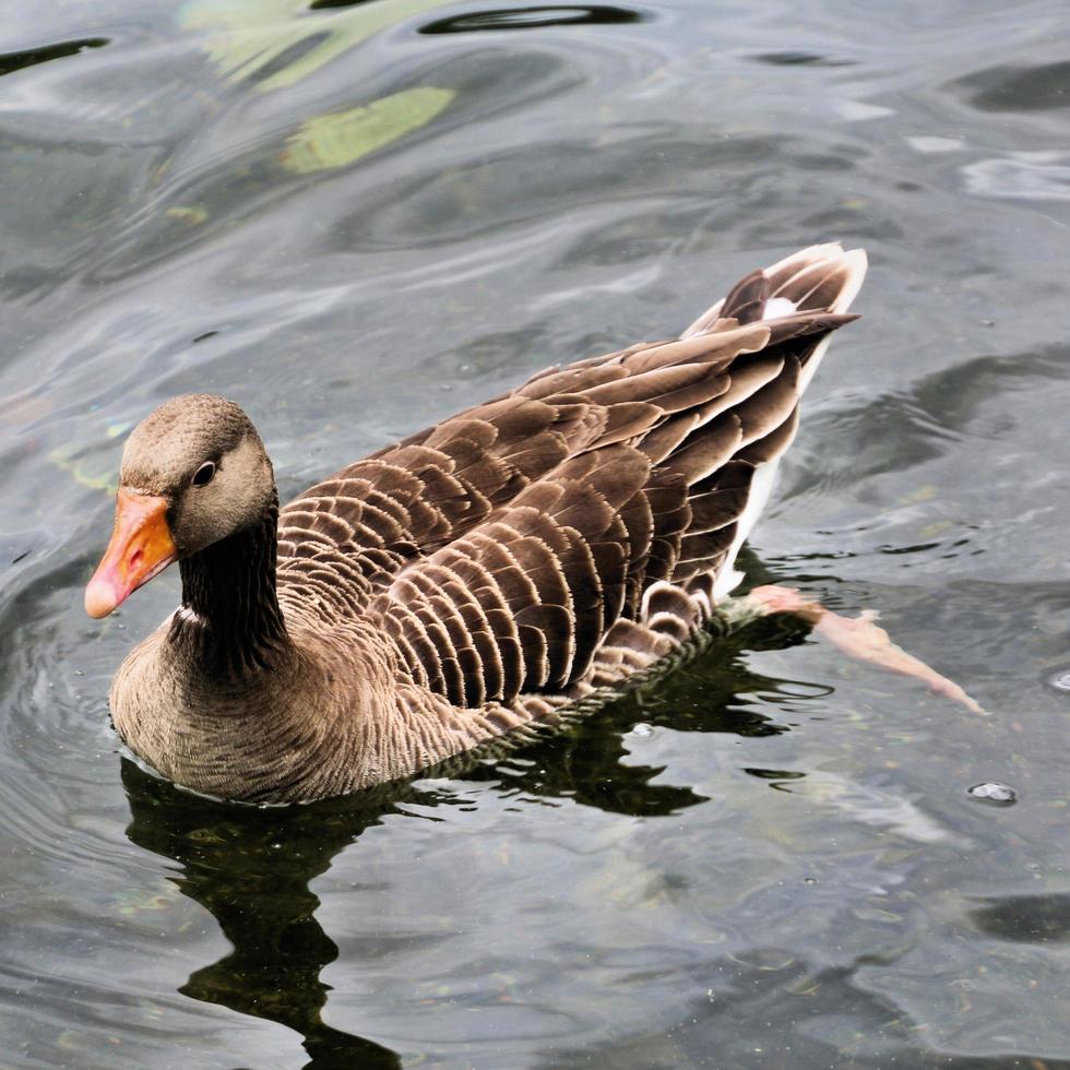 um close-up de um ganso greylag foto