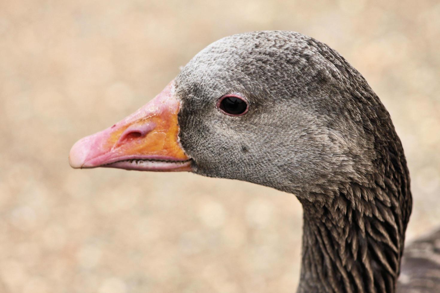 um close-up de um ganso greylag foto