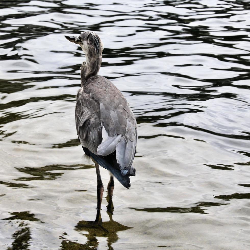 um close-up de uma garça cinzenta em londres foto