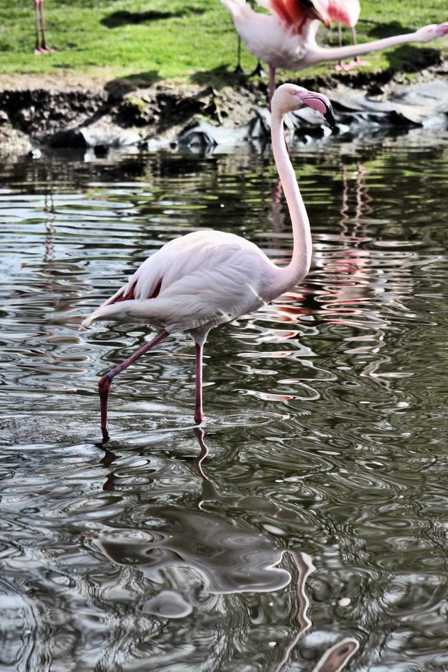 vista de um flamingo foto