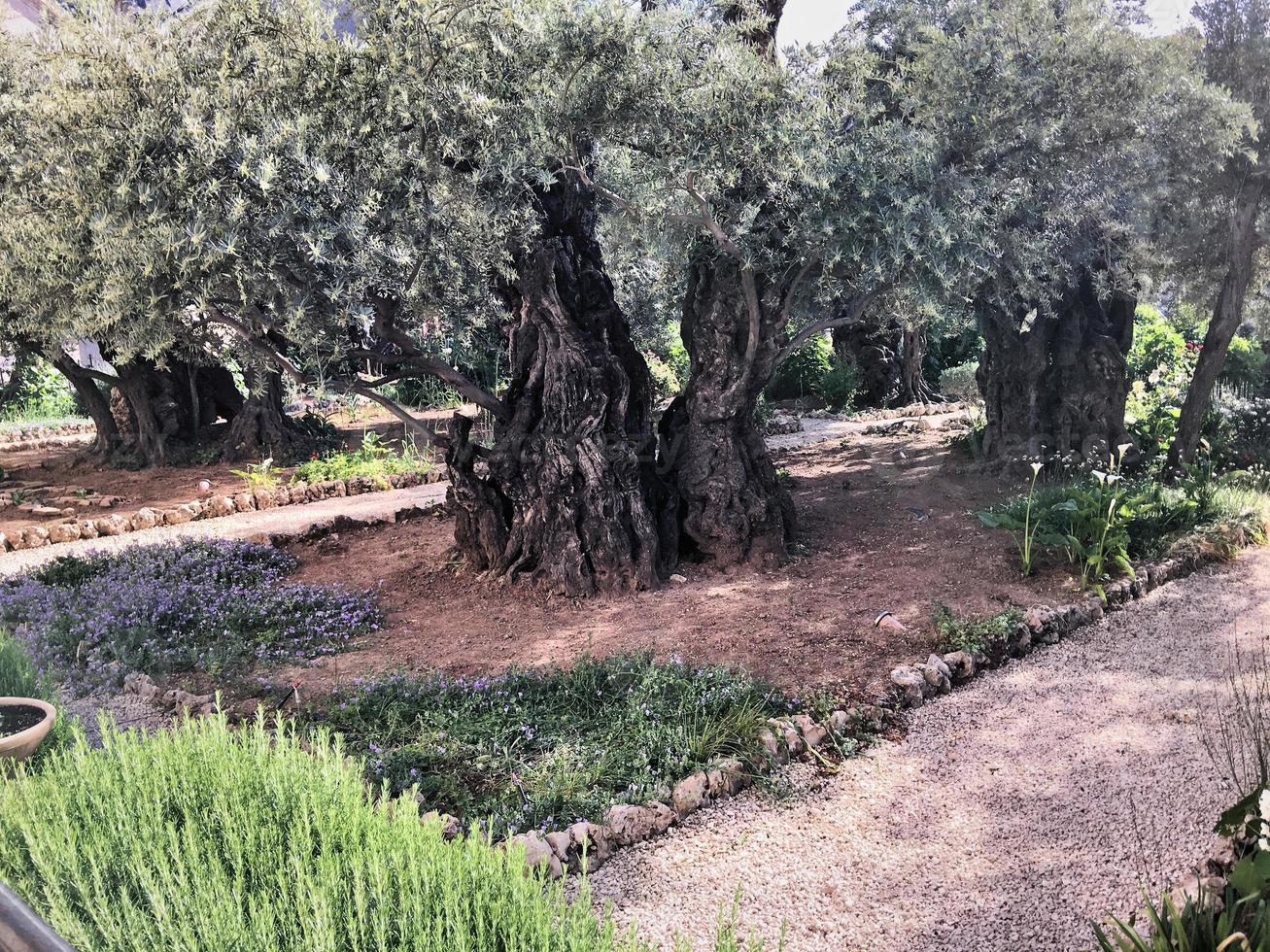 uma vista do jardim de gethsemane em jerusalém em israel foto