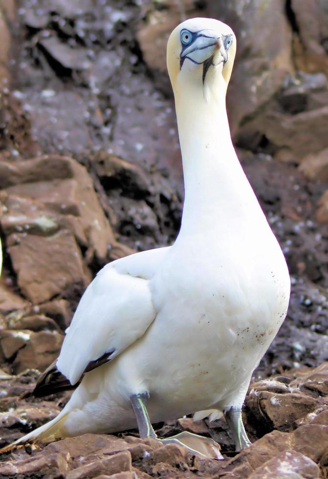 um close-up de um gannet no bass rock na Escócia foto