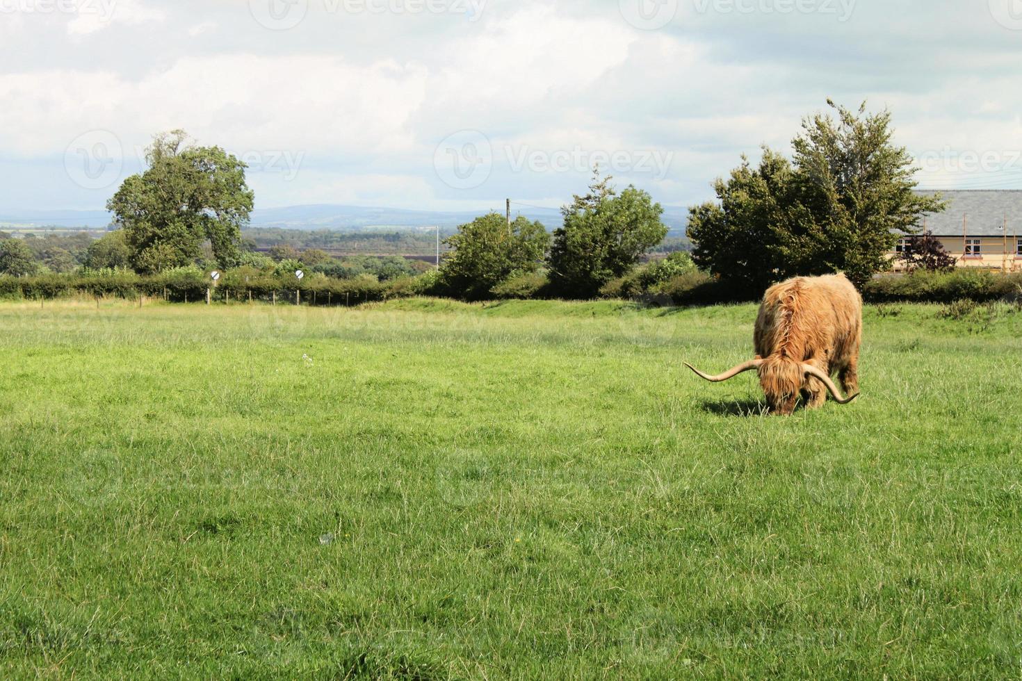 uma vista de uma vaca das terras altas na Escócia foto