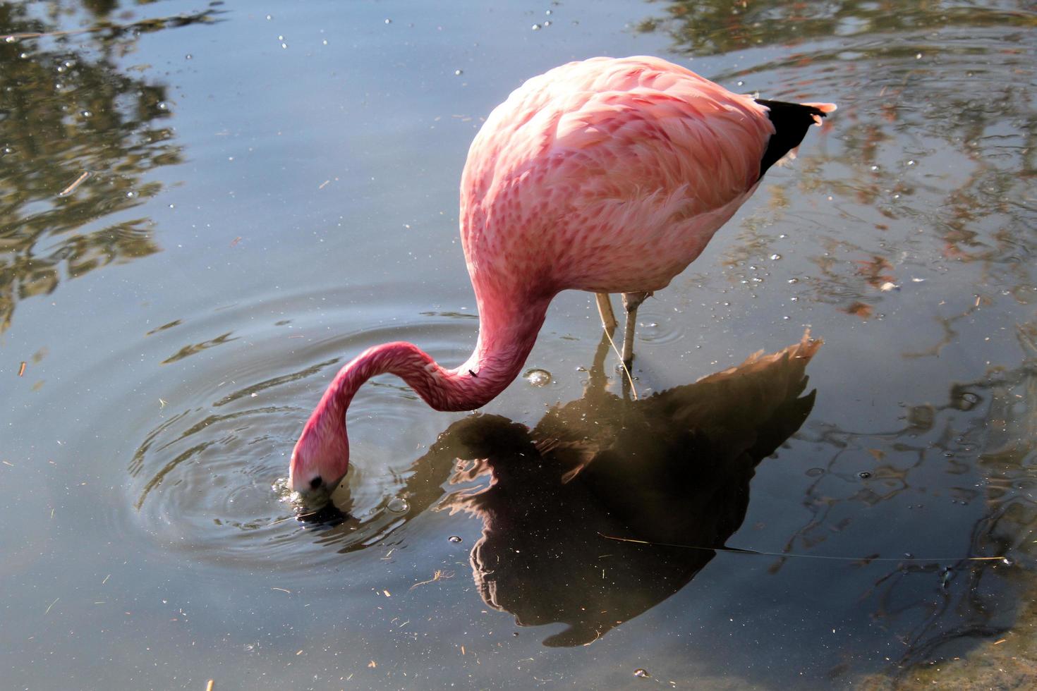 uma visão de um flamingo na água foto