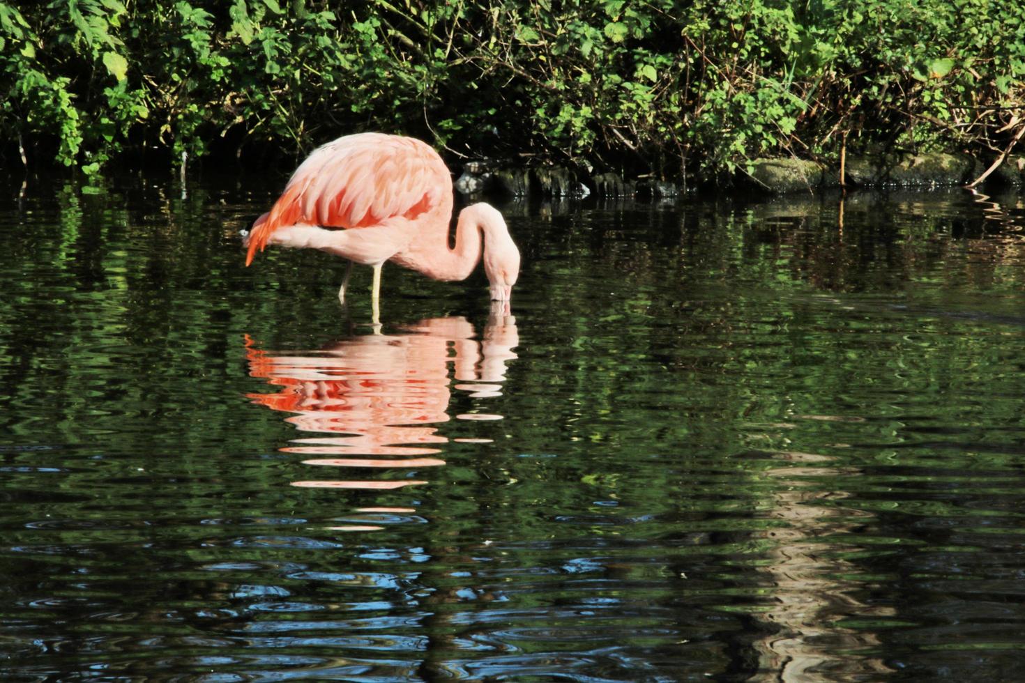 uma visão de um flamingo na água foto