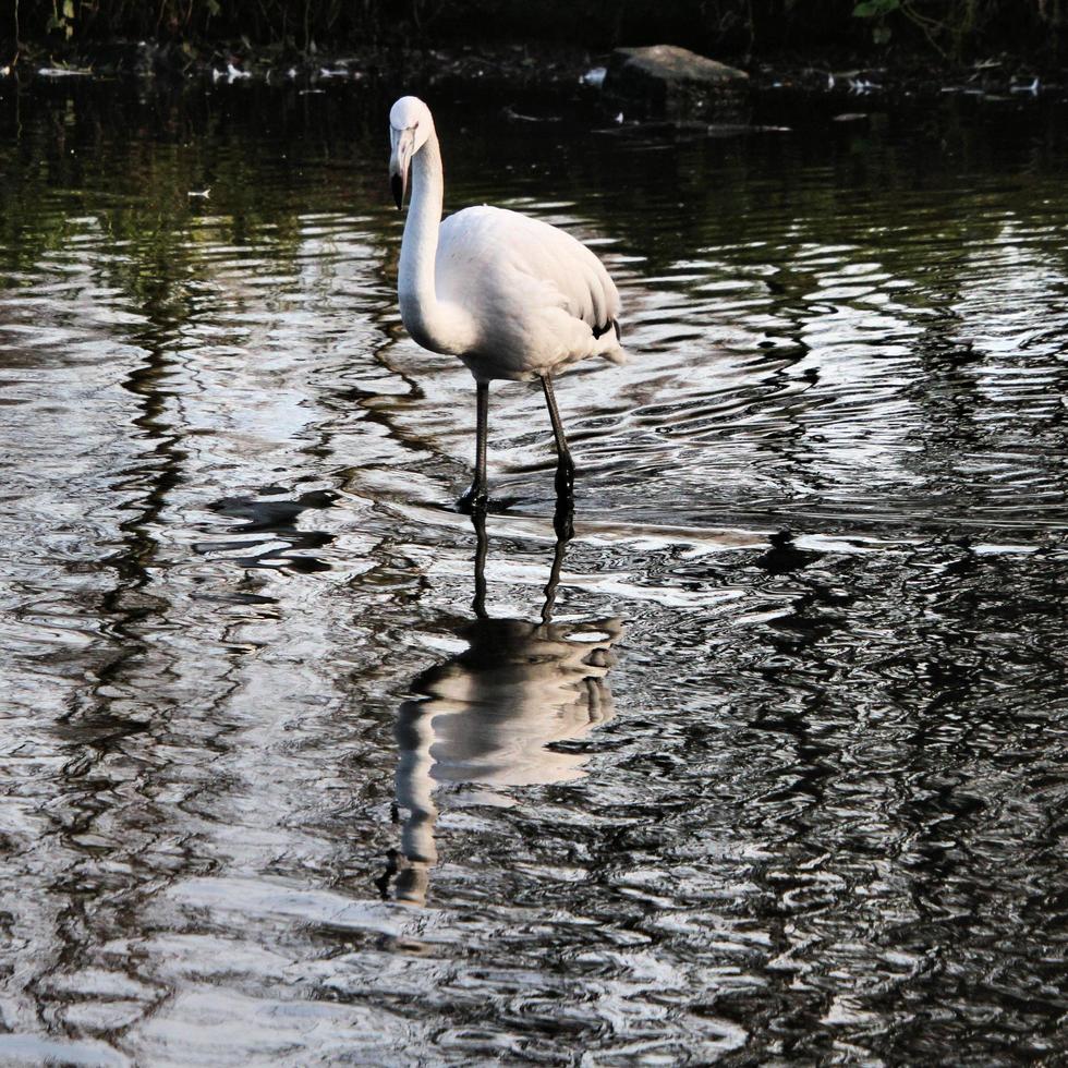 uma visão de um flamingo na água foto