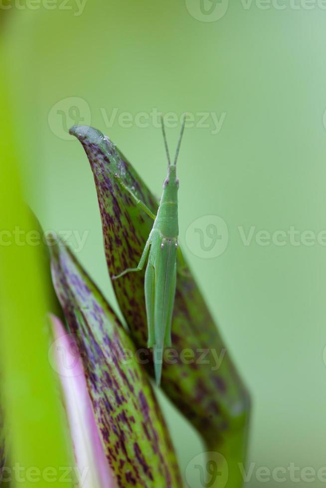 gafanhoto empoleirado em uma flor de lótus foto