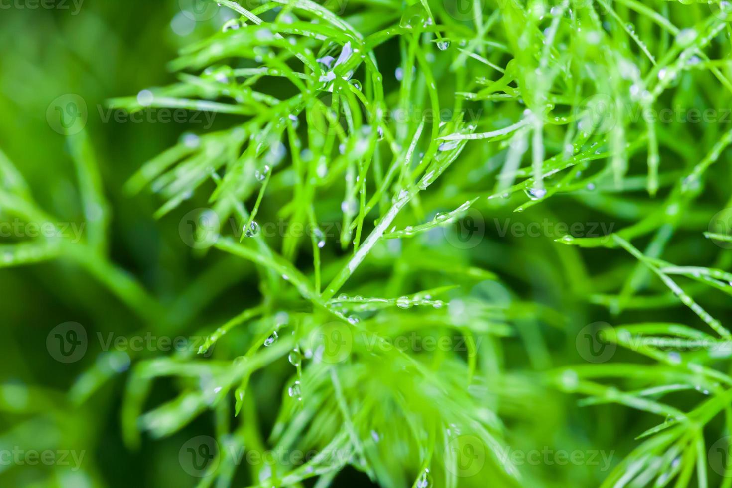 gotas de chuva no fundo da natureza da planta pequena foto