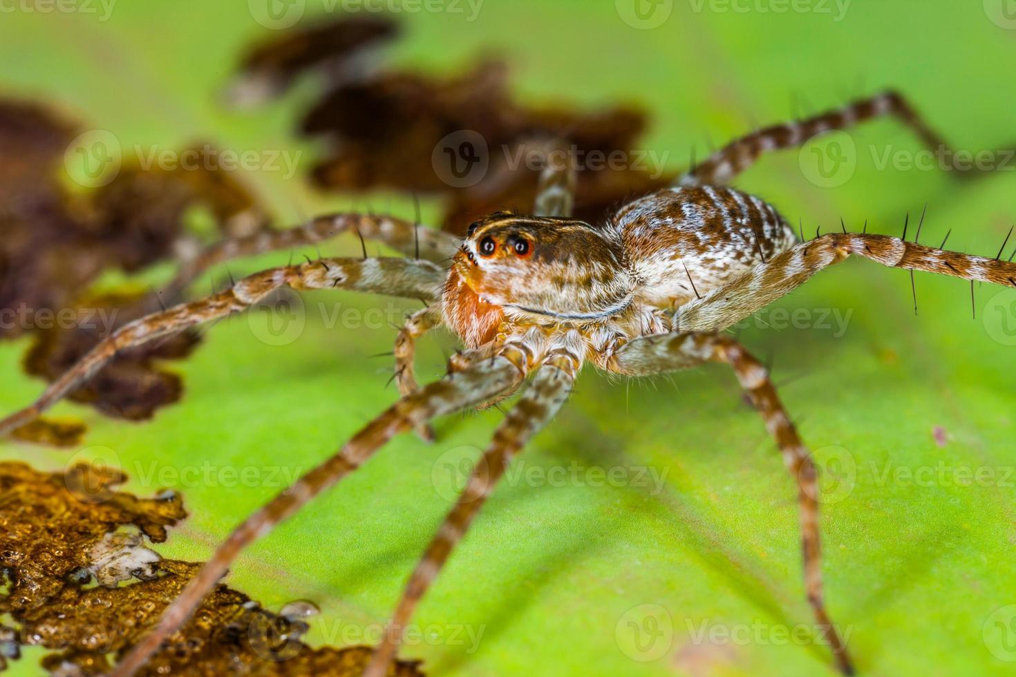 aranha empoleirada em uma folha de lótus foto