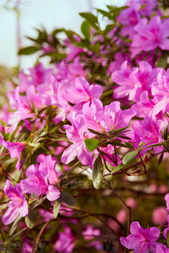 flores florescem azaléias, botões de rododendro rosa sobre fundo verde foto