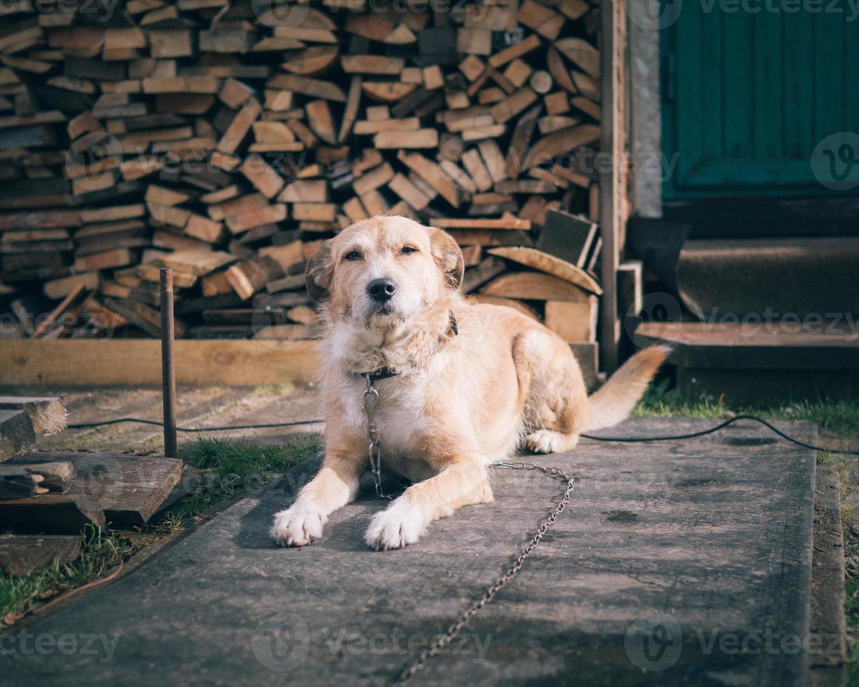 lindo cachorro grande vira-lata em uma corrente, guarda casa e quintal, vive no estande foto