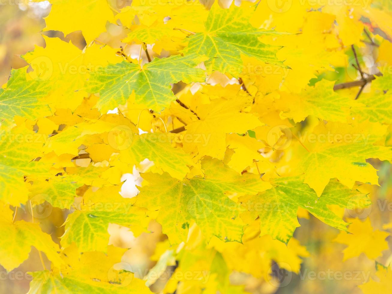 fundo abstrato de outono de folhas amarelas e verdes brilhantes foto