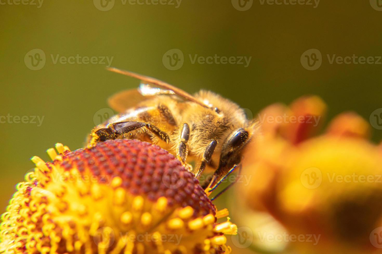 abelha coberta de pólen amarelo bebe néctar, flor polinizadora. primavera floral natural inspirador ou fundo de jardim florescendo de verão. vida de insetos, macro extrema close-up foco seletivo foto