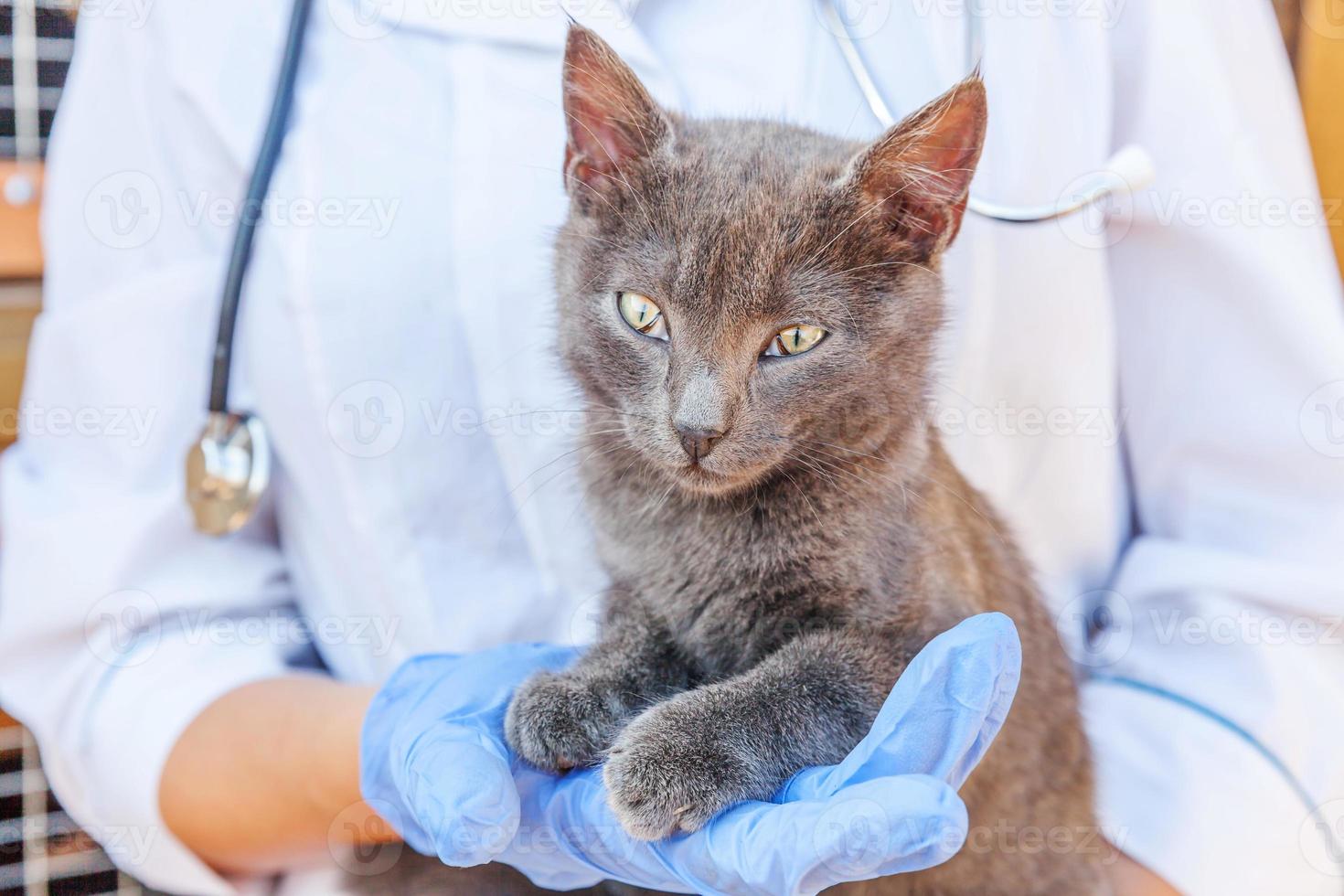 veterinário com estetoscópio segurando e examinando gatinho cinza. close-up de gato jovem recebendo check-up pelas mãos do médico veterinário. cuidados com animais e conceito de tratamento de animais de estimação. foto